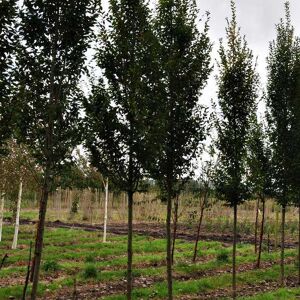 Carpinus betulus 'Fastigiata' 18-20 EHS